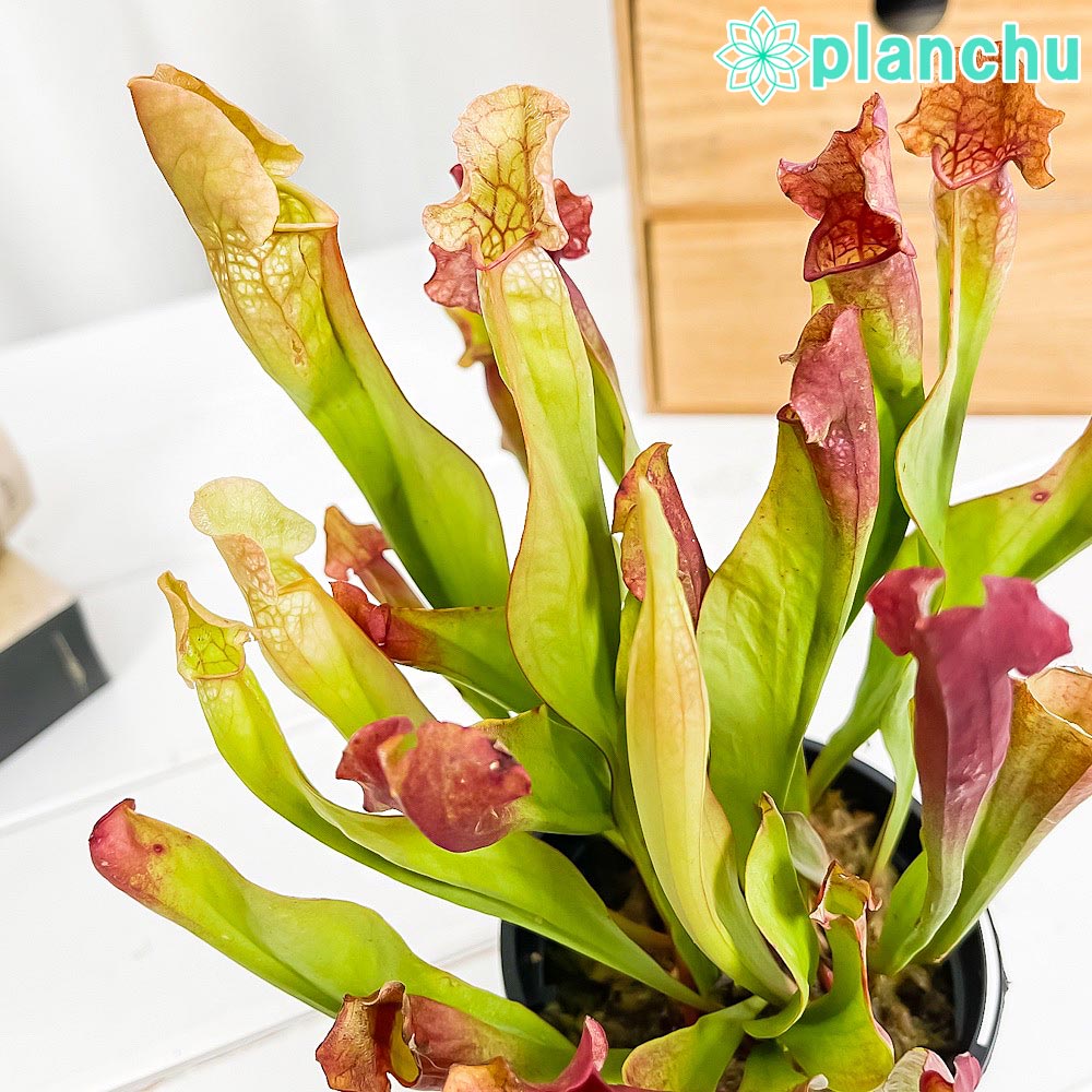 PLANCHU 食虫植物 サラセニア 交配種 3号スリット鉢 受け皿付き 育て方