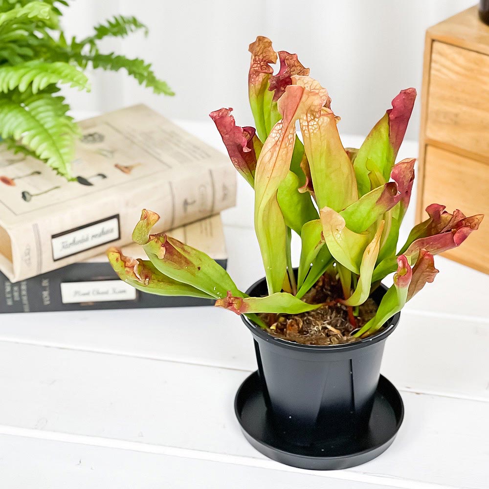 PLANCHU 食虫植物 サラセニア 交配種 3号スリット鉢 受け皿付き 育て方説明書付き Sarracenia cv. ヘイシソウ 瓶子草