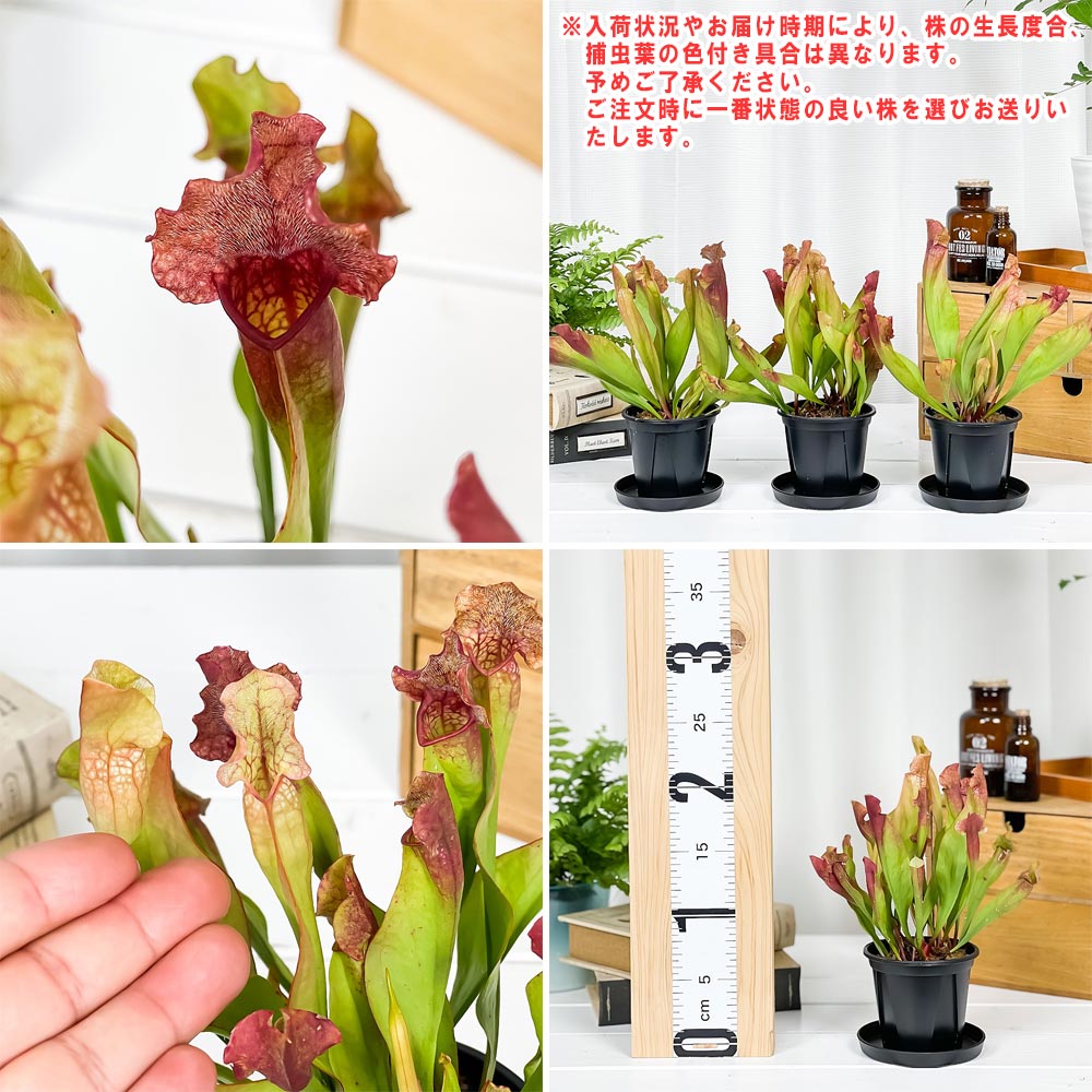 PLANCHU 食虫植物 サラセニア 交配種 3号スリット鉢 受け皿付き 育て方説明書付き Sarracenia cv. ヘイシソウ 瓶子草