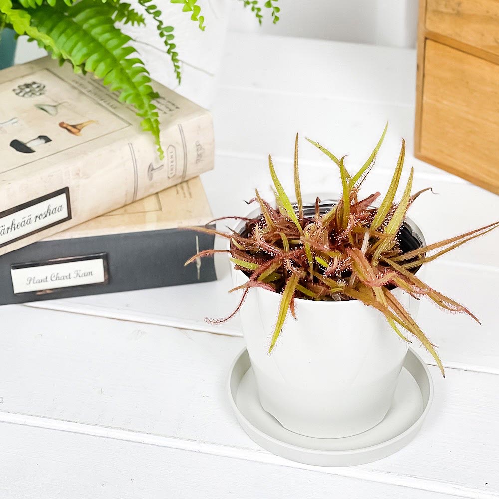 PLANCHU 食虫植物 ドロセラ アデラエ 3.5号鉢 受け皿付き 育て方説明書付き Drosera adelae モウセンゴケ