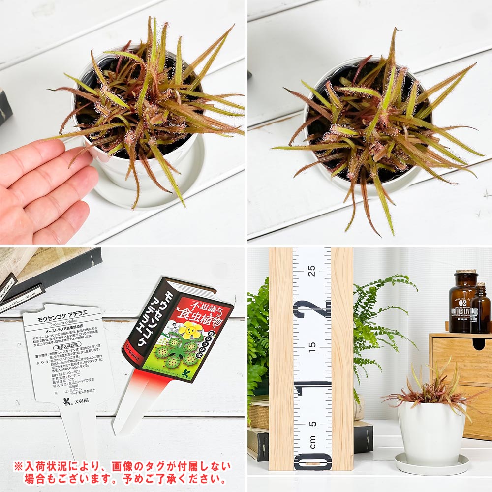 PLANCHU 食虫植物 ドロセラ アデラエ 3.5号鉢 受け皿付き 育て方説明書付き Drosera adelae モウセンゴケ