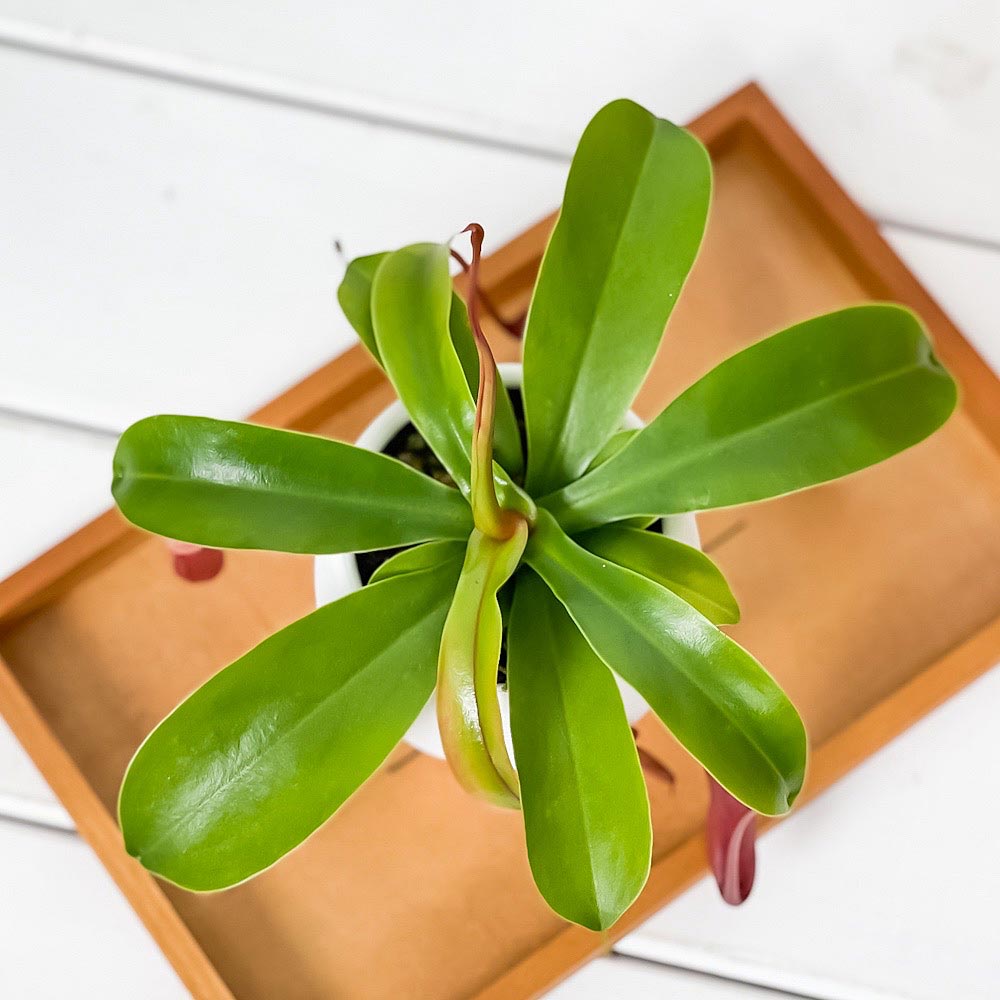 PLANCHU 食虫植物 ネペンテス 3号丸鉢 育て方説明書付き Nepenthes ウツボカズラ
