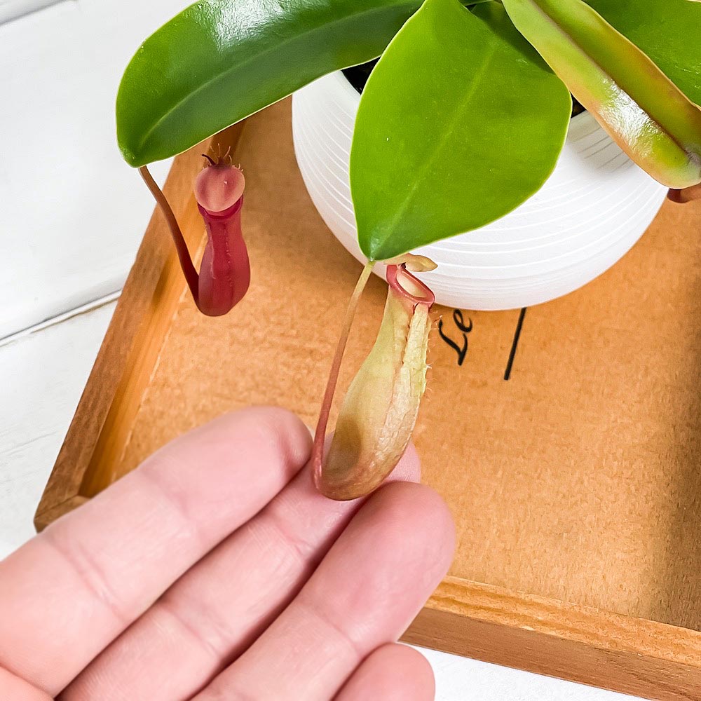 PLANCHU 食虫植物 ネペンテス 3号丸鉢 育て方説明書付き Nepenthes ウツボカズラ