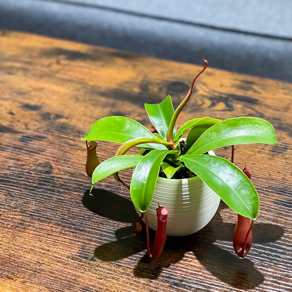 PLANCHU 食虫植物 ネペンテス 3号丸鉢 育て方説明書付き Nepenthes ウツボカズラ