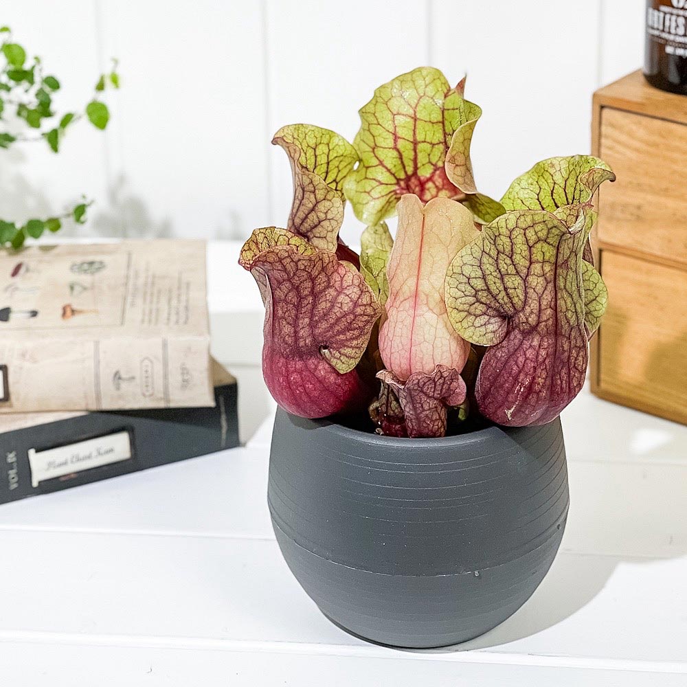 PLANCHU 食虫植物 サラセニア モンタナ 4.5号丸鉢 受け皿付き 育て方説明書付き Sarracenia ‘Montana’ ヘイシソウ 瓶子草