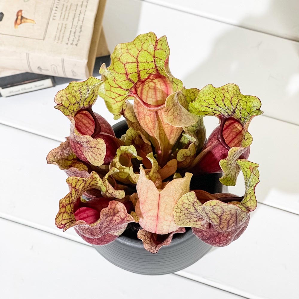 PLANCHU 食虫植物 サラセニア モンタナ 4.5号丸鉢 受け皿付き 育て方説明書付き Sarracenia ‘Montana’ ヘイシソウ 瓶子草