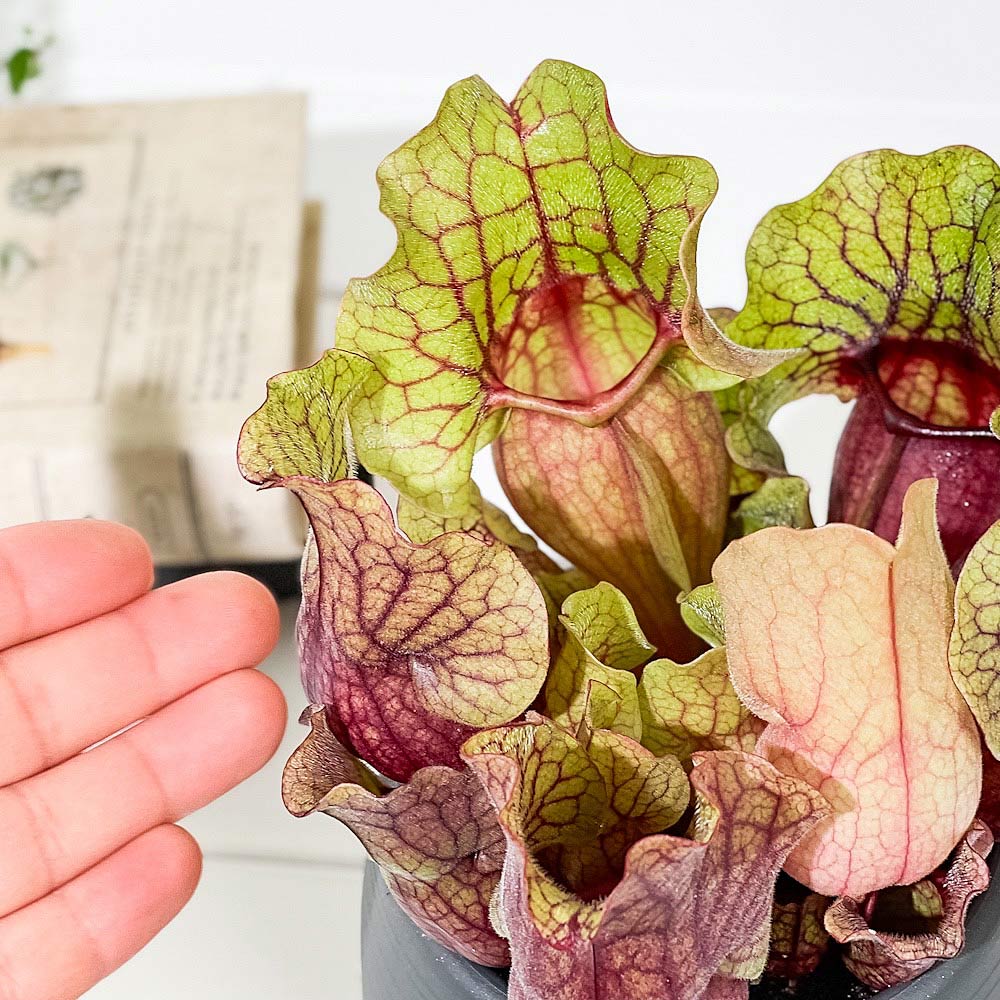 PLANCHU 食虫植物 サラセニア モンタナ 4.5号丸鉢 受け皿付き 育て方説明書付き Sarracenia ‘Montana’ ヘイシソウ 瓶子草
