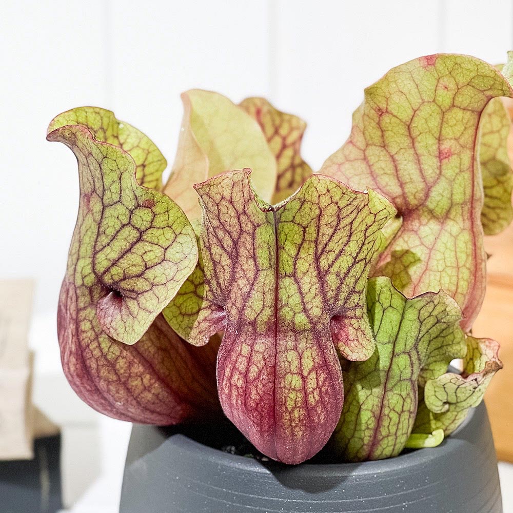 PLANCHU 食虫植物 サラセニア モンタナ 4.5号丸鉢 受け皿付き 育て方説明書付き Sarracenia ‘Montana’ ヘイシソウ 瓶子草
