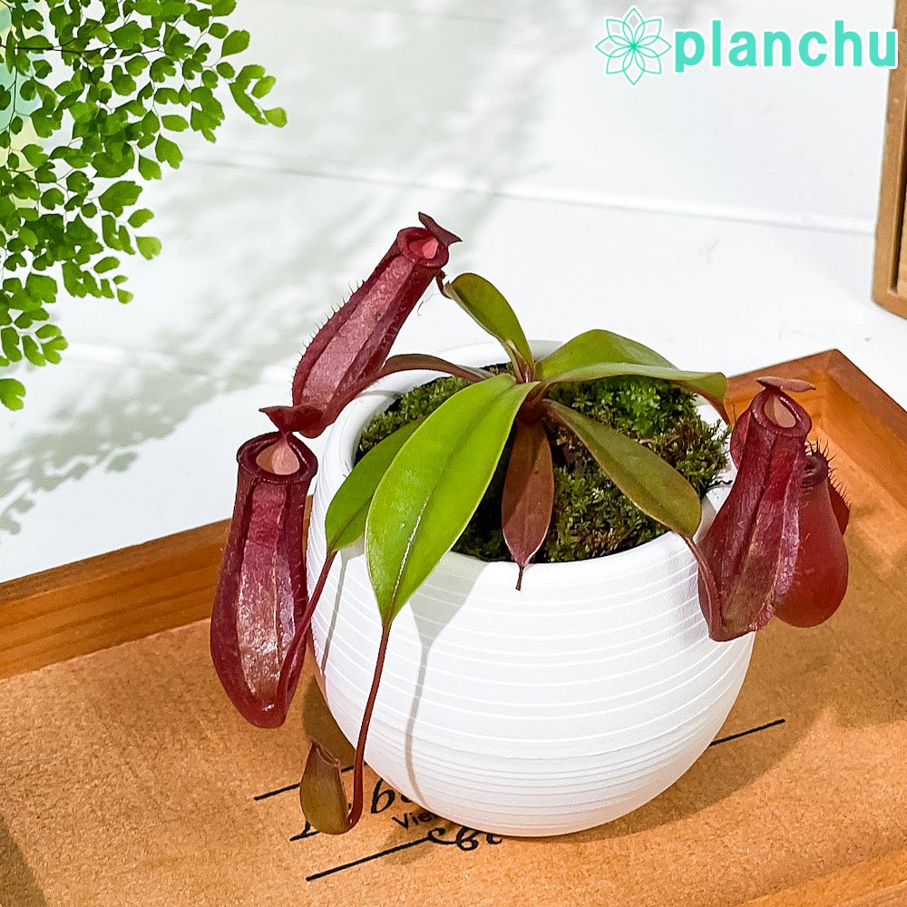 PLANCHU 食虫植物 ネペンテス レディラック 3号丸鉢 育て方説明書付き Nepenthes ‘Lady Luck’ ウツボカズラ