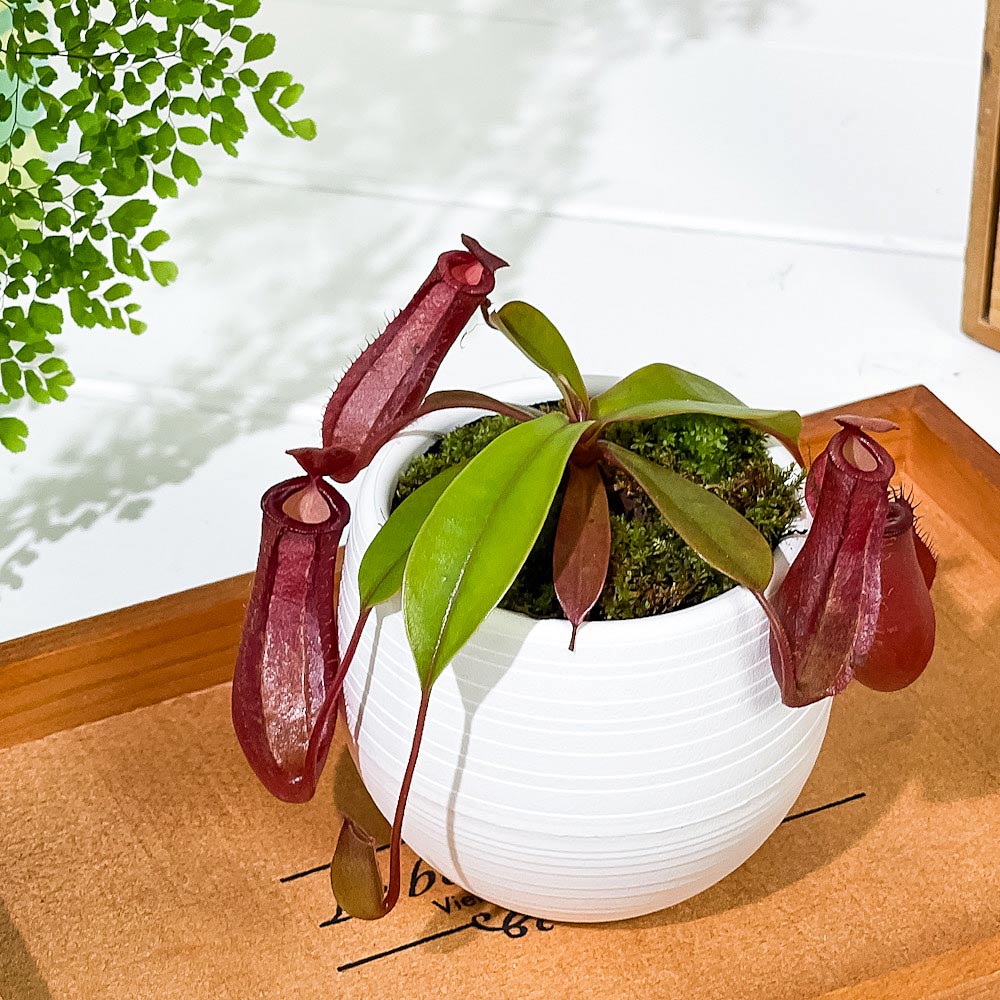 PLANCHU 食虫植物 ネペンテス レディラック 3号丸鉢 育て方説明書付き Nepenthes ‘Lady Luck’ ウツボカズラ