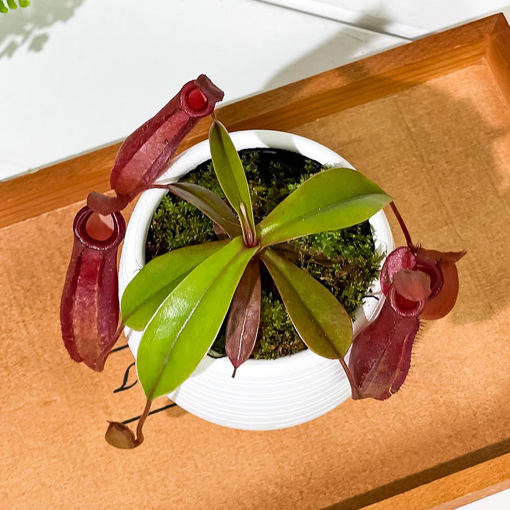 PLANCHU 食虫植物 ネペンテス レディラック 3号丸鉢 育て方説明書付き Nepenthes ‘Lady Luck’ ウツボカズラ