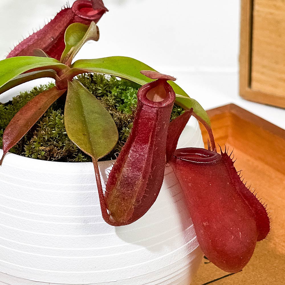 PLANCHU 食虫植物 ネペンテス レディラック 3号丸鉢 育て方説明書付き Nepenthes ‘Lady Luck’ ウツボカズラ
