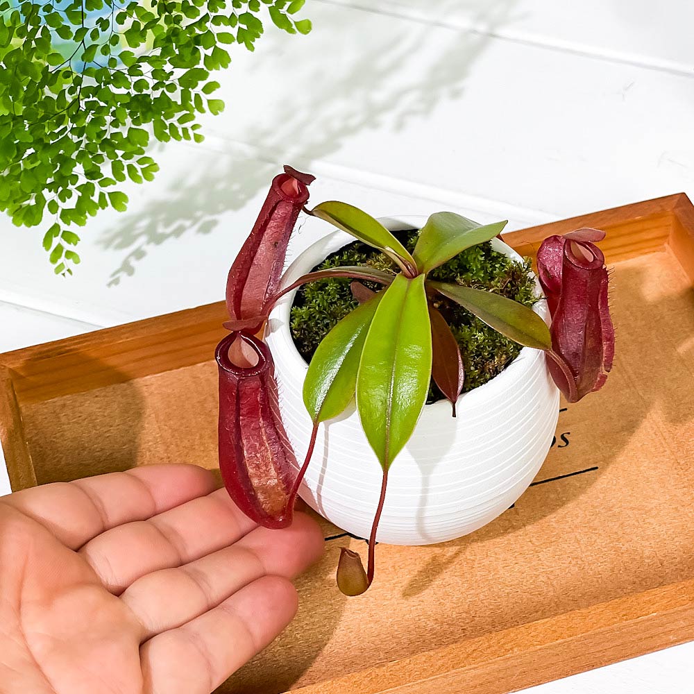 PLANCHU 食虫植物 ネペンテス レディラック 3号丸鉢 育て方説明書付き Nepenthes ‘Lady Luck’ ウツボカズラ