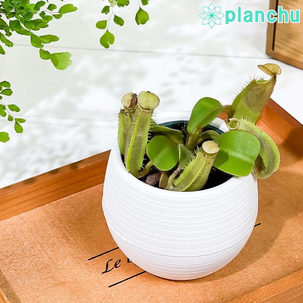 PLANCHU 食虫植物 ネペンテス ビーチバレオ × ビーチバリオ 3号丸鉢