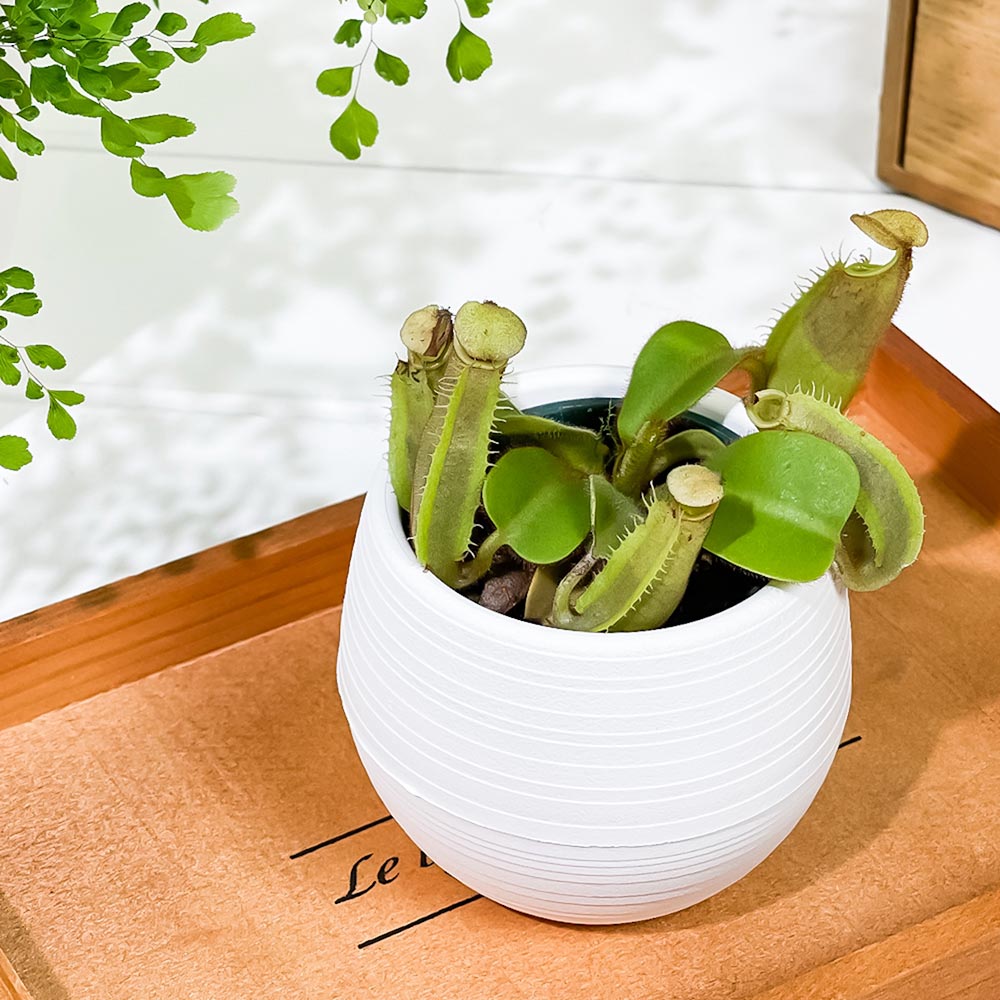 PLANCHU 食虫植物 ネペンテス ビーチバレオ × ビーチバリオ 3号丸鉢 育て方説明書付き N. veitchii bareo × N. veitchii bario ウツボカズラ