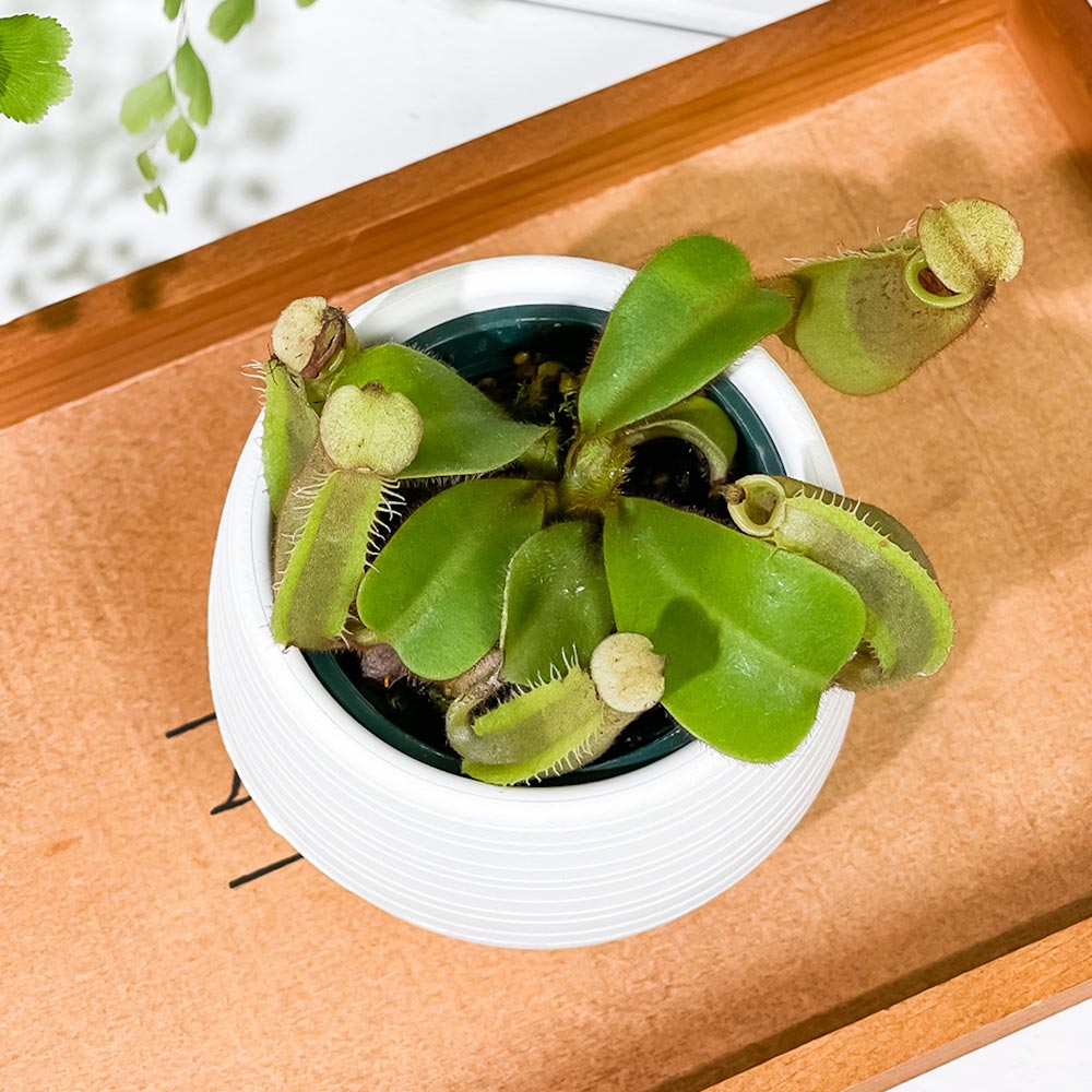 PLANCHU 食虫植物 ネペンテス ビーチバレオ × ビーチバリオ 3号丸鉢 育て方説明書付き N. veitchii bareo × N. veitchii bario ウツボカズラ