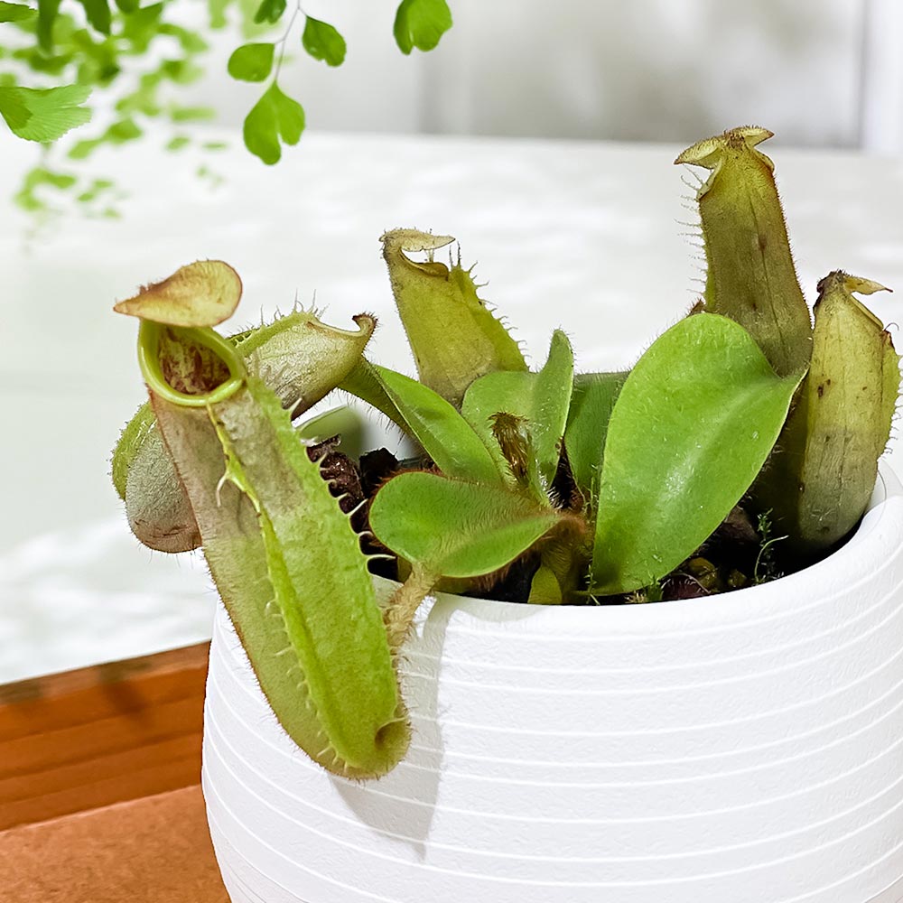 PLANCHU 食虫植物 ネペンテス ビーチバレオ × ビーチバリオ 3号丸鉢 育て方説明書付き N. veitchii bareo × N. veitchii bario ウツボカズラ