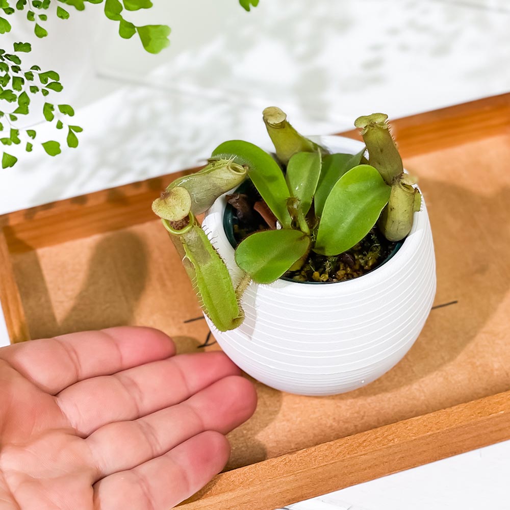 PLANCHU 食虫植物 ネペンテス ビーチバレオ × ビーチバリオ 3号丸鉢 育て方説明書付き N. veitchii bareo × N. veitchii bario ウツボカズラ