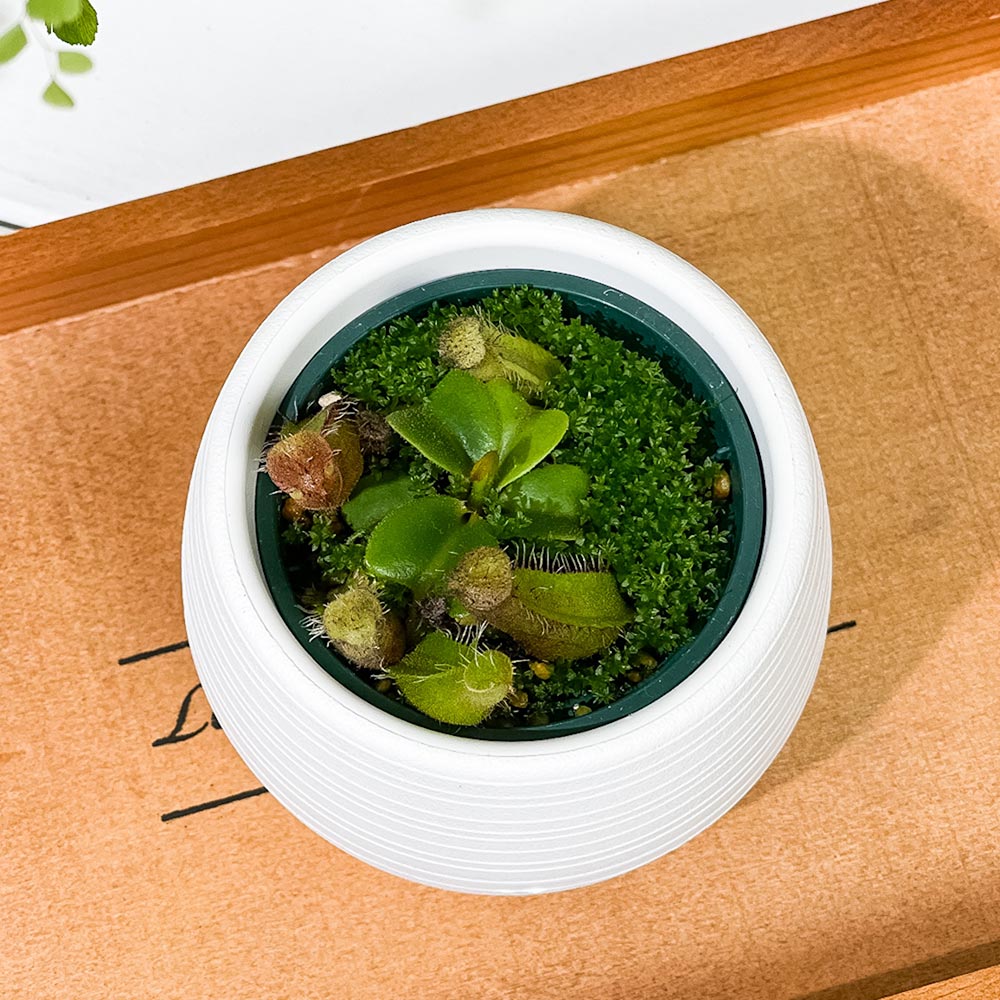 PLANCHU 食虫植物 ネペンテス トランカータ シブクロス 3号丸鉢 育て方説明書付き N. truncata sib cross ウツボカズラ