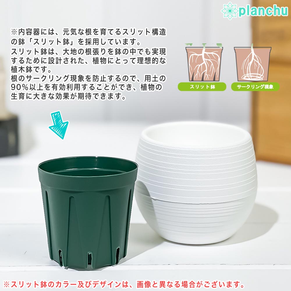 PLANCHU 食虫植物 ネペンテス トランカータ シブクロス 3号丸鉢 育て方説明書付き N. truncata sib cross ウツボカズラ