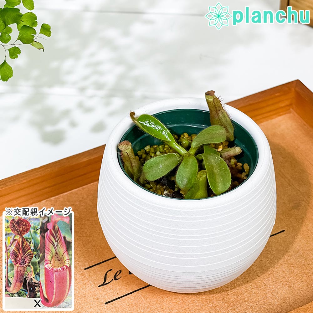 PLANCHU 食虫植物 ネペンテス ビーチ系 ハイブリッド 3号丸鉢