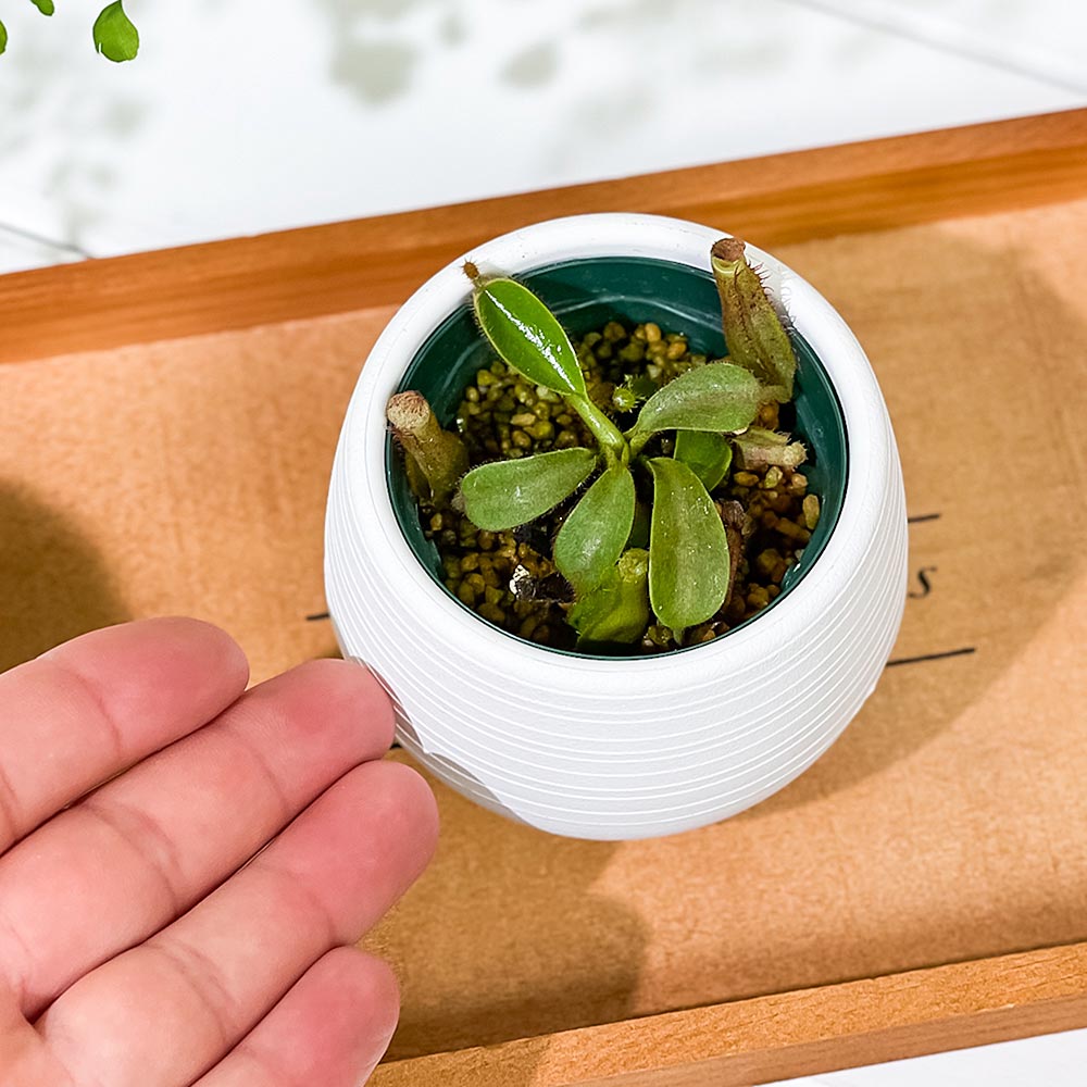 PLANCHU 食虫植物 ネペンテス ビーチ系 ハイブリッド 3号丸鉢 育て方説明書付き N. veitchii hybrid ウツボカズラ