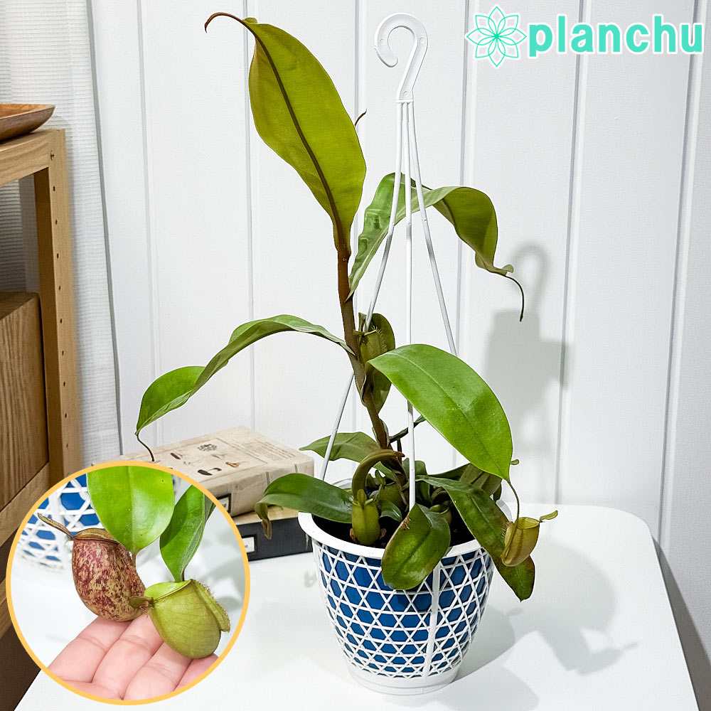 PLANCHU 食虫植物 ネペンテス アンプラリア 5号吊り鉢 育て方説明書