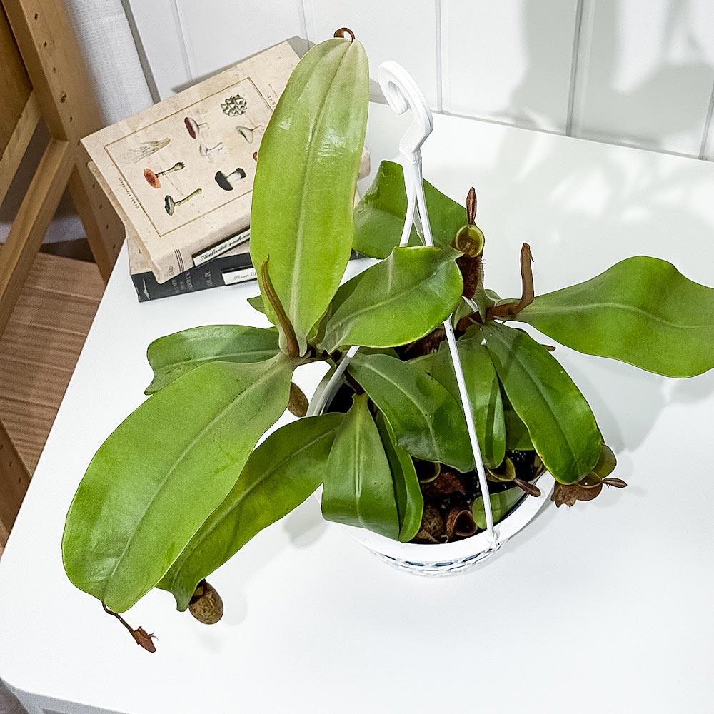 PLANCHU 食虫植物 ネペンテス アンプラリア 5号吊り鉢 育て方説明書付き Nepenthes ampullaria ウツボカズラ