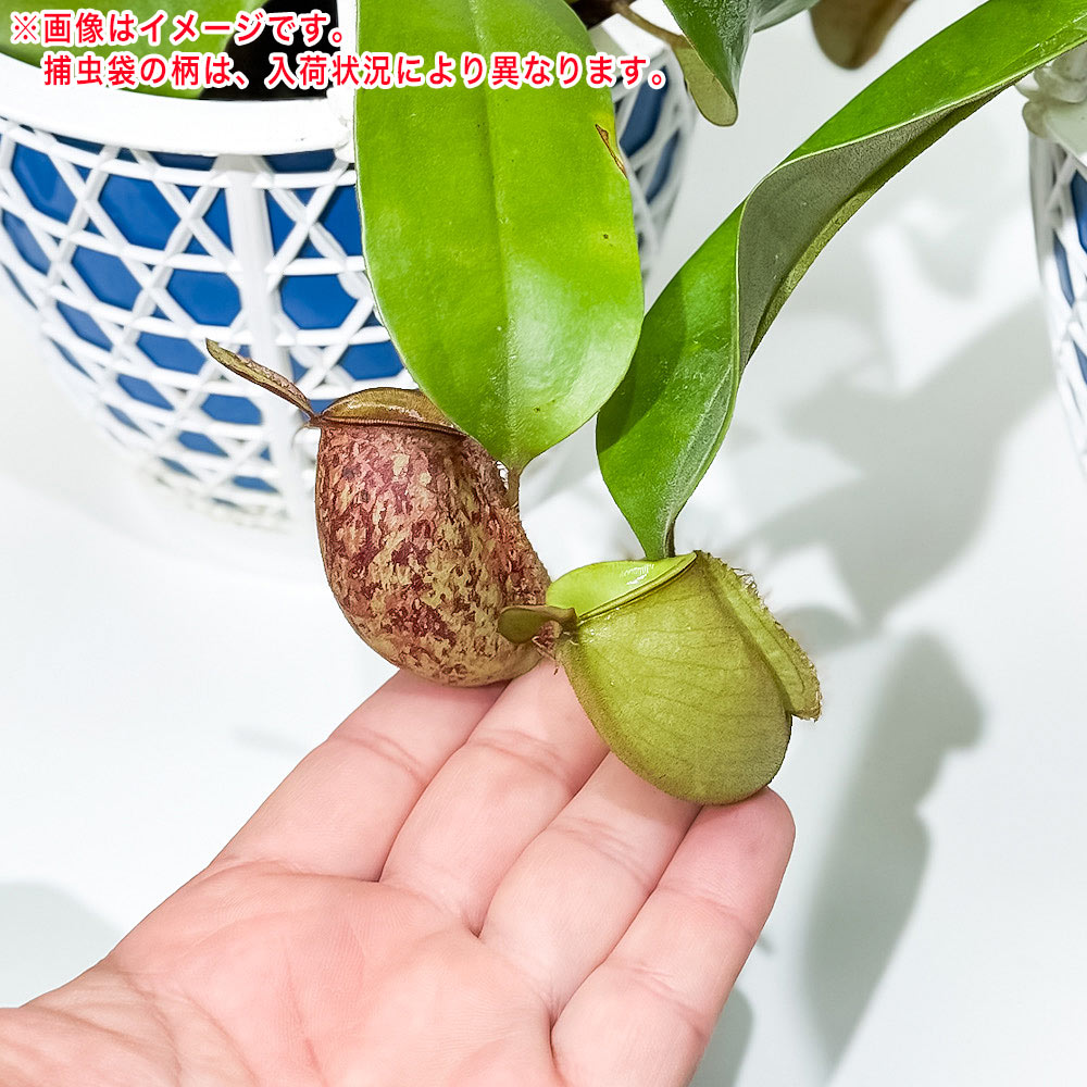 PLANCHU 食虫植物 ネペンテス アンプラリア 5号吊り鉢 育て方説明書付き Nepenthes ampullaria ウツボカズラ