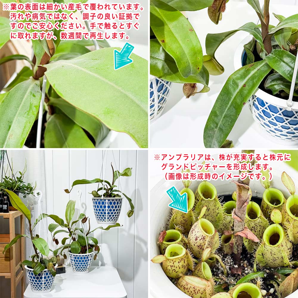 PLANCHU 食虫植物 ネペンテス アンプラリア 5号吊り鉢 育て方説明書付き Nepenthes ampullaria ウツボカズラ