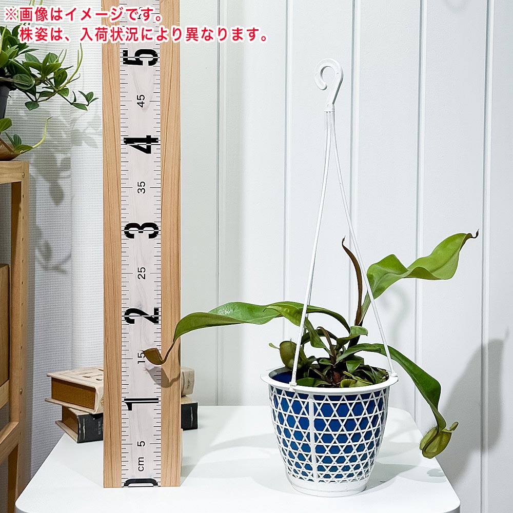 PLANCHU 食虫植物 ネペンテス アンプラリア 5号吊り鉢 育て方説明書付き Nepenthes ampullaria ウツボカズラ