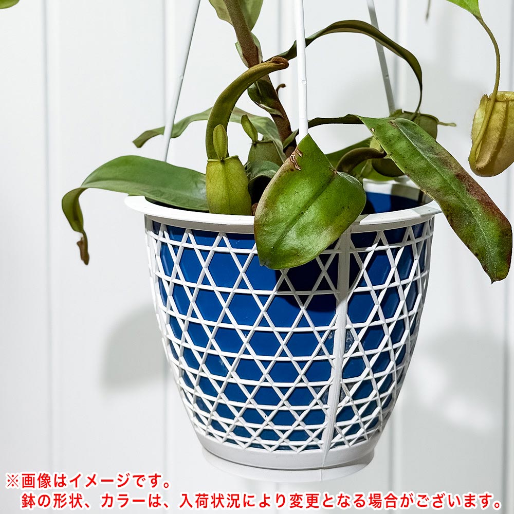 PLANCHU 食虫植物 ネペンテス アンプラリア 5号吊り鉢 育て方説明書付き Nepenthes ampullaria ウツボカズラ