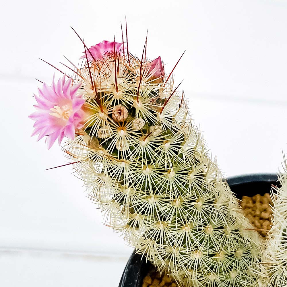 PLANCHU サボテン マミラリア ピンクニンフ 3号鉢 受け皿付き 育て方説明書付き Mammillaria ‘Pink Nymph’