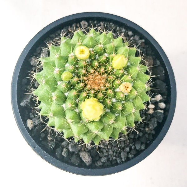 PLANCHU サボテン マミラリア 金洋丸 きんようまる 3号鉢 受け皿付き 育て方説明書付き Mammillaria marksiana