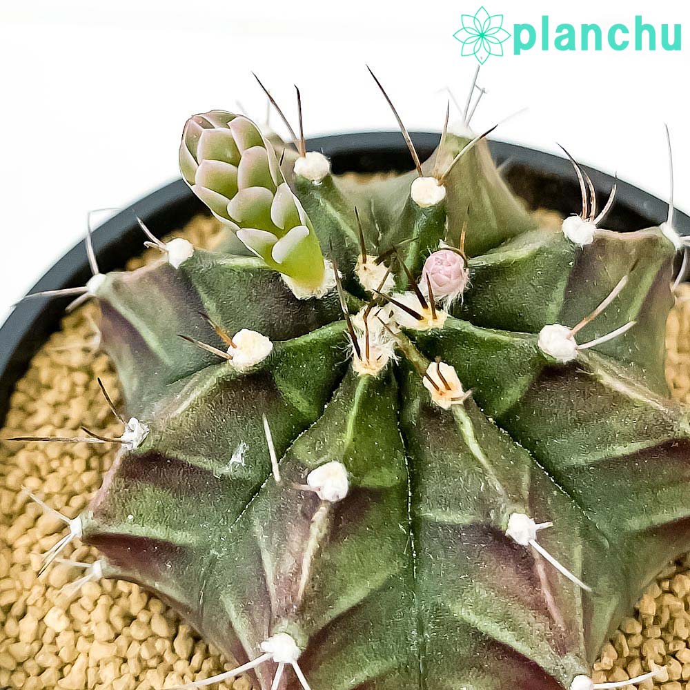 PLANCHU サボテン ギムノカリキウム 牡丹玉 ぼたんぎょく 3号鉢 受け皿