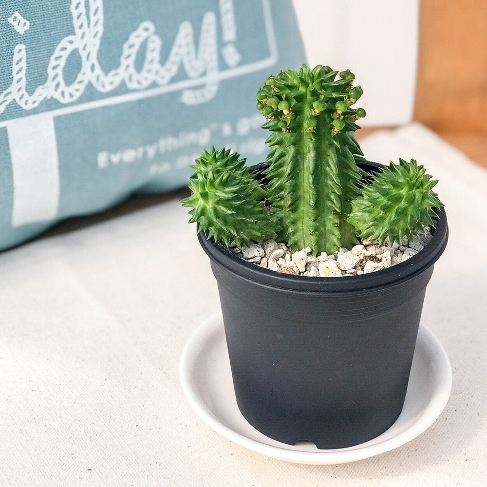 PLANCHU 多肉植物 ユーフォルビア スザンナエ 3号鉢 受け皿付き 育て方説明書付き Euphorbia suzannae 瑠璃晃 ルリコウ