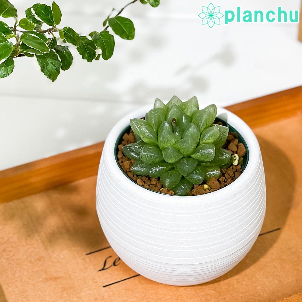 PLANCHU 多肉植物 ハオルチア 光るオブツーサ 3号丸鉢 受け皿付き 育て