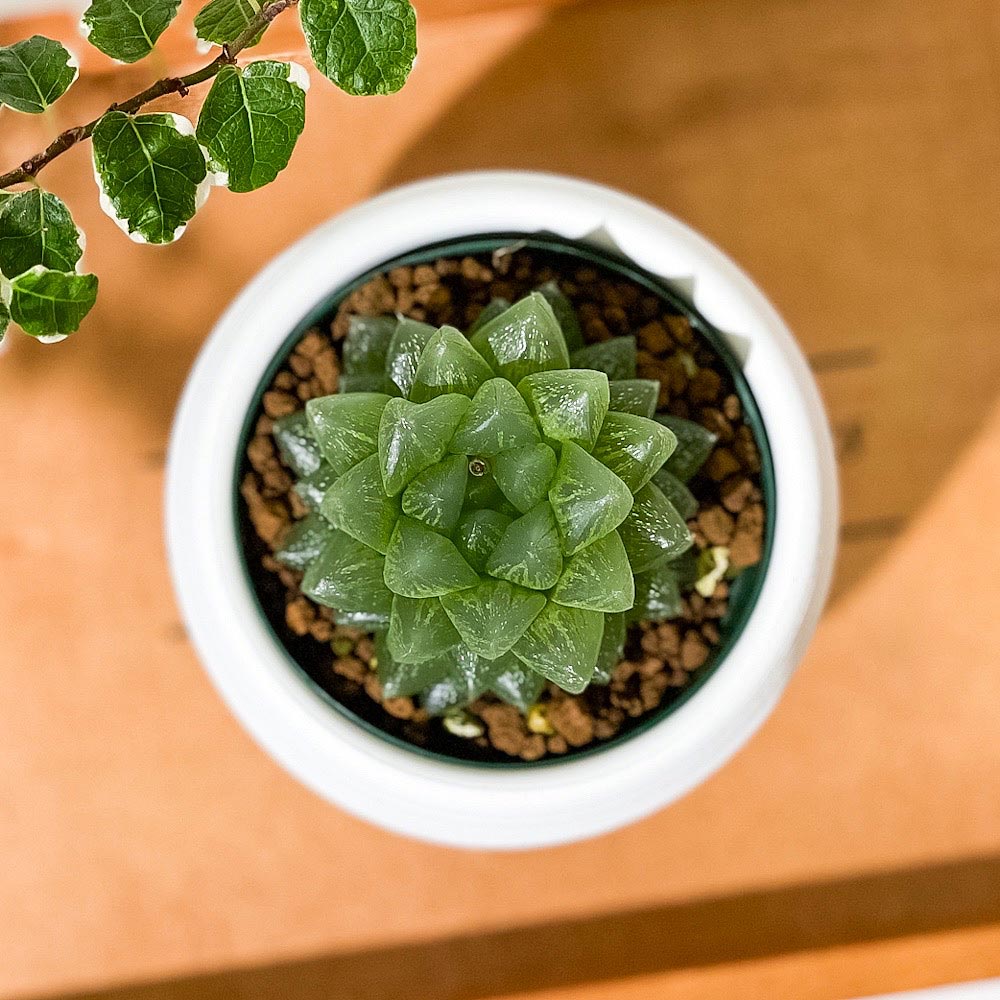 PLANCHU 多肉植物 ハオルチア 光るオブツーサ 3号丸鉢 受け皿付き 育て方説明書付き Haworthia obutusa ‘Hikaru’
