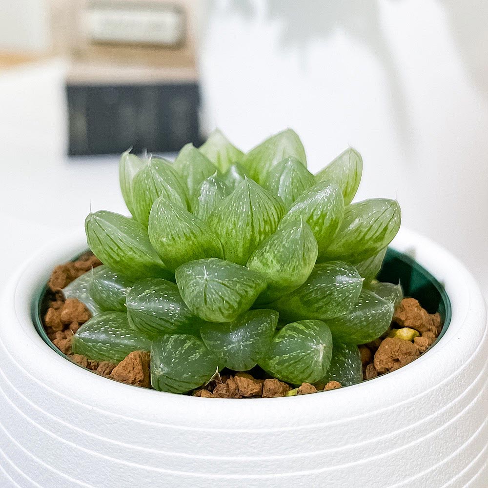 PLANCHU 多肉植物 ハオルチア 光るオブツーサ 3号丸鉢 受け皿付き 育て方説明書付き Haworthia obutusa ‘Hikaru’