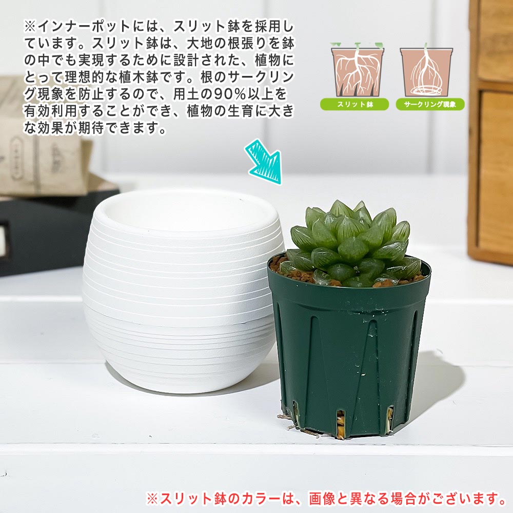 PLANCHU 多肉植物 ハオルチア 光るオブツーサ 3号丸鉢 受け皿付き 育て方説明書付き Haworthia obutusa ‘Hikaru’