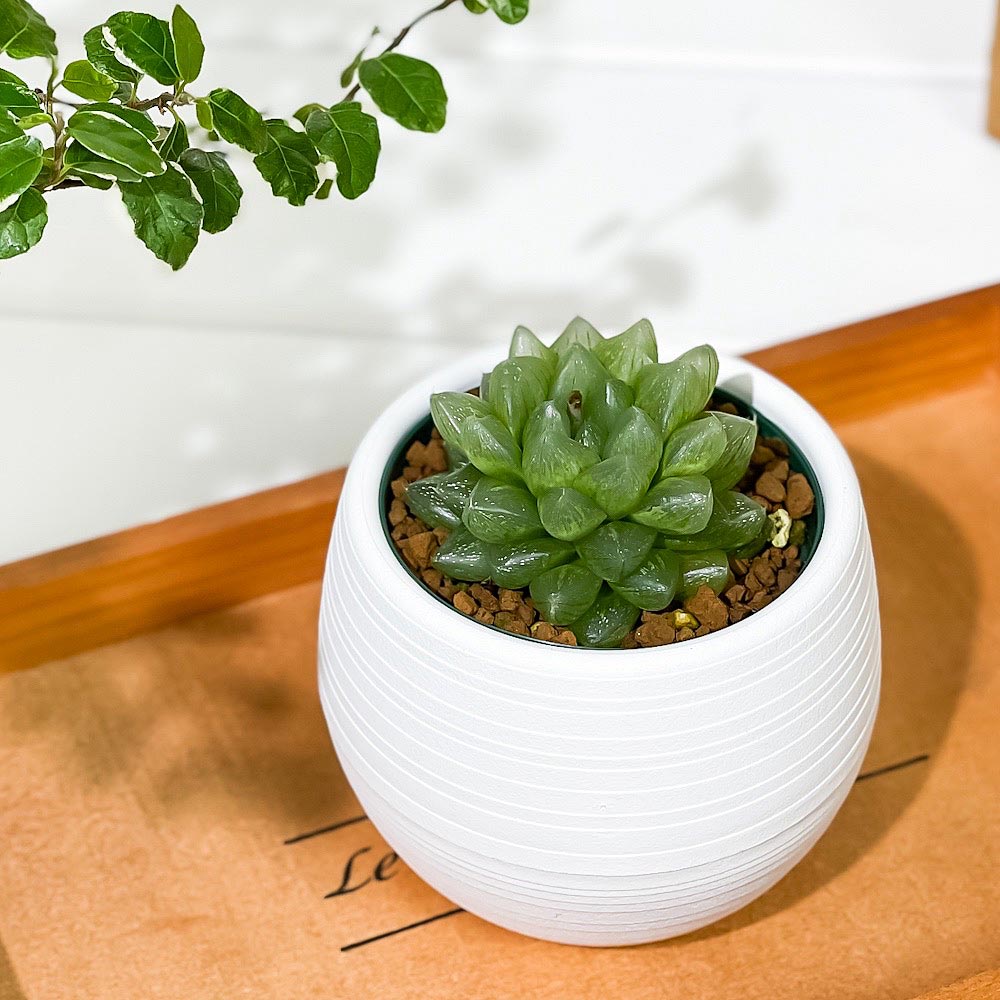PLANCHU 多肉植物 ハオルチア 光るオブツーサ 3号丸鉢 受け皿付き 育て方説明書付き Haworthia obutusa ‘Hikaru’