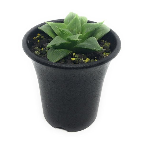 PLANCHU 多肉植物 ハオルチア マグニフィカ 交配種 2.5号鉢 Haworthia magnifica