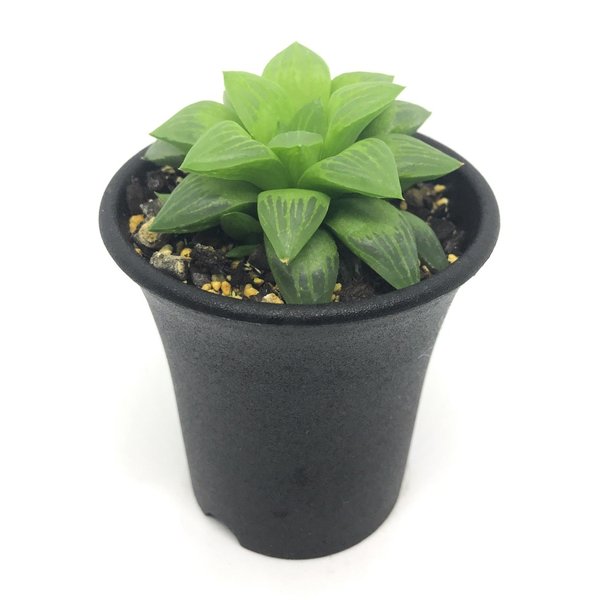 PLANCHU 多肉植物 ハオルチア エメラルドフラッシュ 2.5号鉢 Haworthia