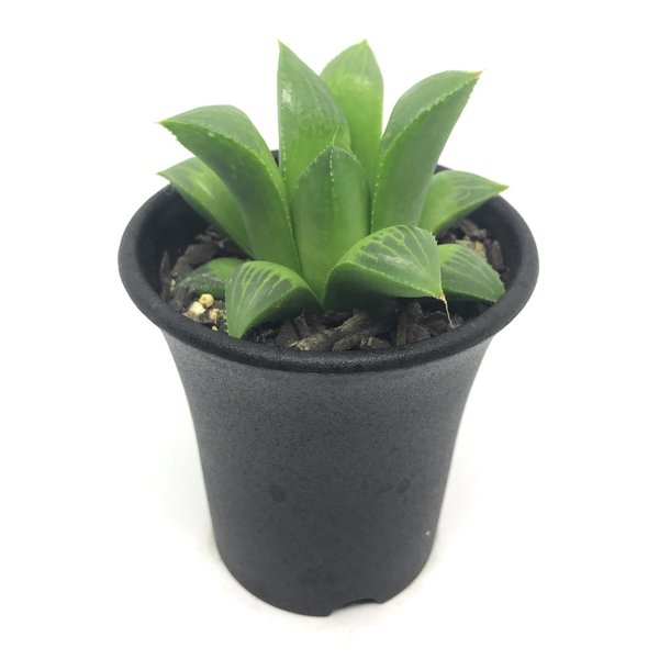 PLANCHU 多肉植物 ハオルチア グリーンレツーサ 2.5号鉢 Haworthia