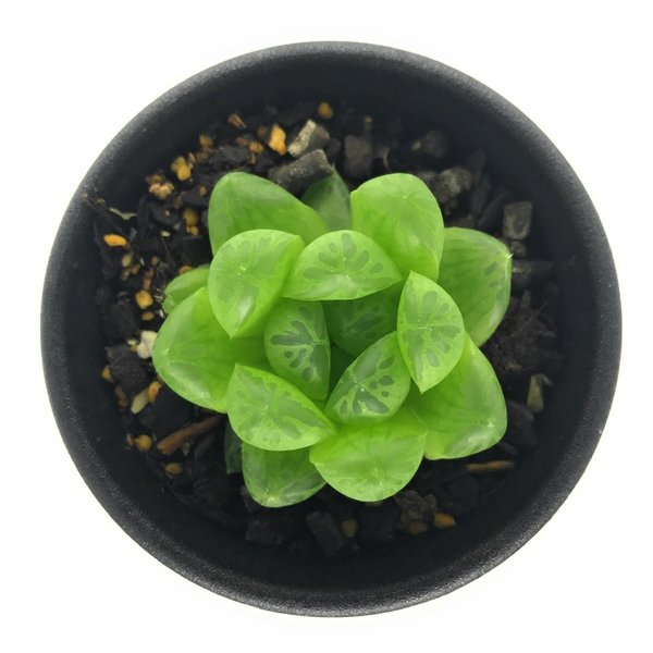 PLANCHU 多肉植物 ハオルチア OB-7 2.5号鉢 Haworthia ‘OB-7’ ジョイアエ ディエルシアナ
