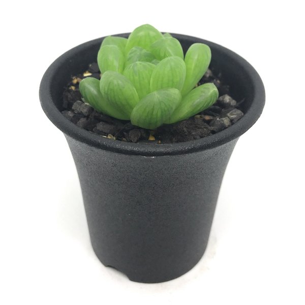 PLANCHU 多肉植物 ハオルチア OB-7 2.5号鉢 Haworthia ‘OB-7’ ジョイアエ ディエルシアナ