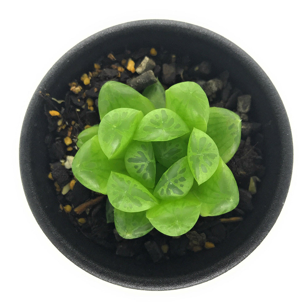 PLANCHU 多肉植物 ハオルチア OB-7 2.5号鉢 Haworthia ‘OB-7’ ジョイアエ ディエルシアナ