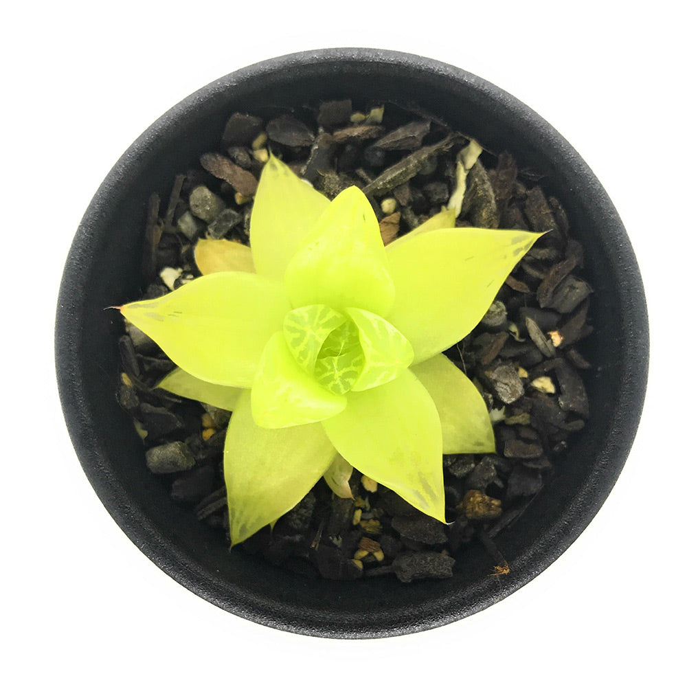 PLANCHU 多肉植物 ハオルチア シンビフォルミス キサンタゴールド 2.5号鉢 Haworthia cymbiformis ‘XanthaGold’