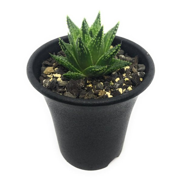 PLANCHU 多肉植物 ハオルチア グッタータ ES2939 Asblander 2.5号鉢 Haworthia guttata