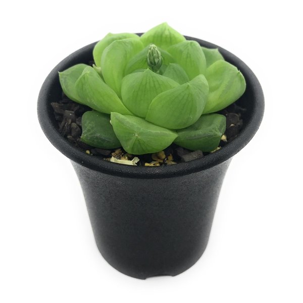 PLANCHU 多肉植物 ハオルチア シンビフォルミス var. オブツーサ Alicedale SW MNB6847 2.5号鉢 Haworthia cymbiformis var. obtusa